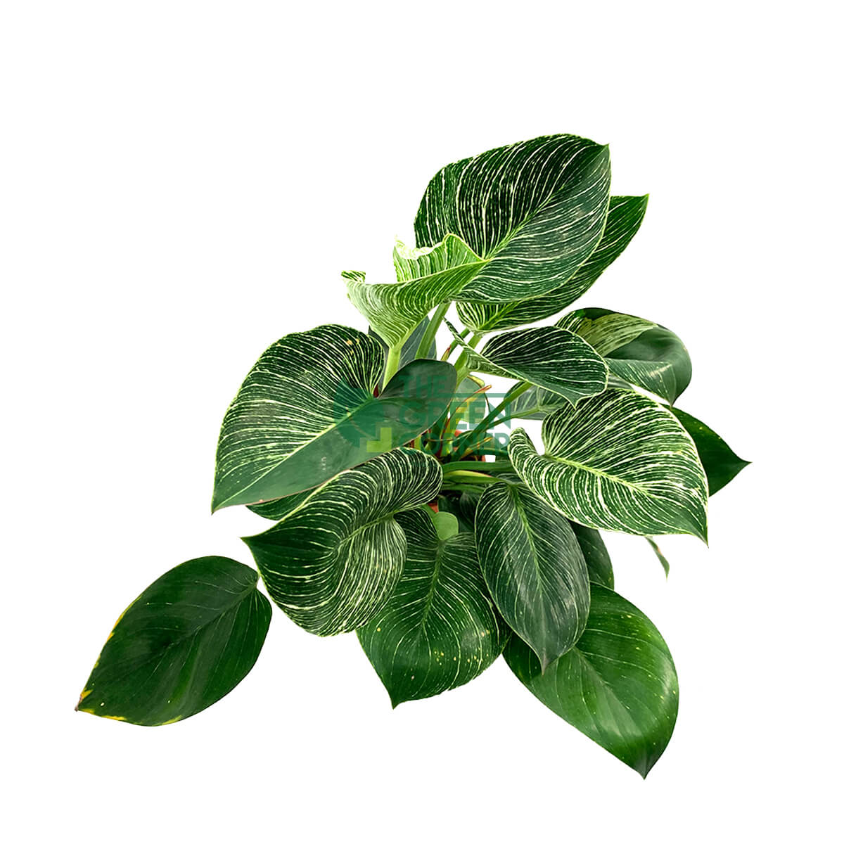Philodendron Birkin