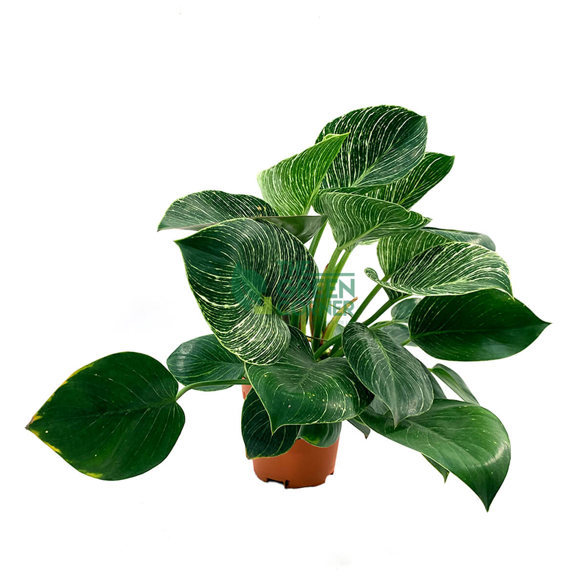 Philodendron Birkin