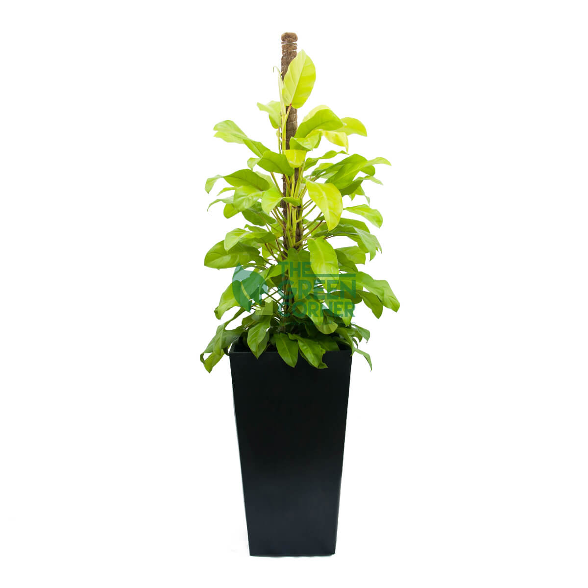 Philodendron Gold in Industrial Black