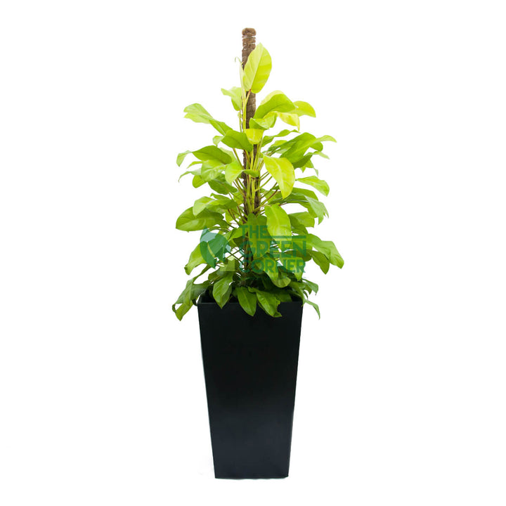 Philodendron Gold in Industrial Black