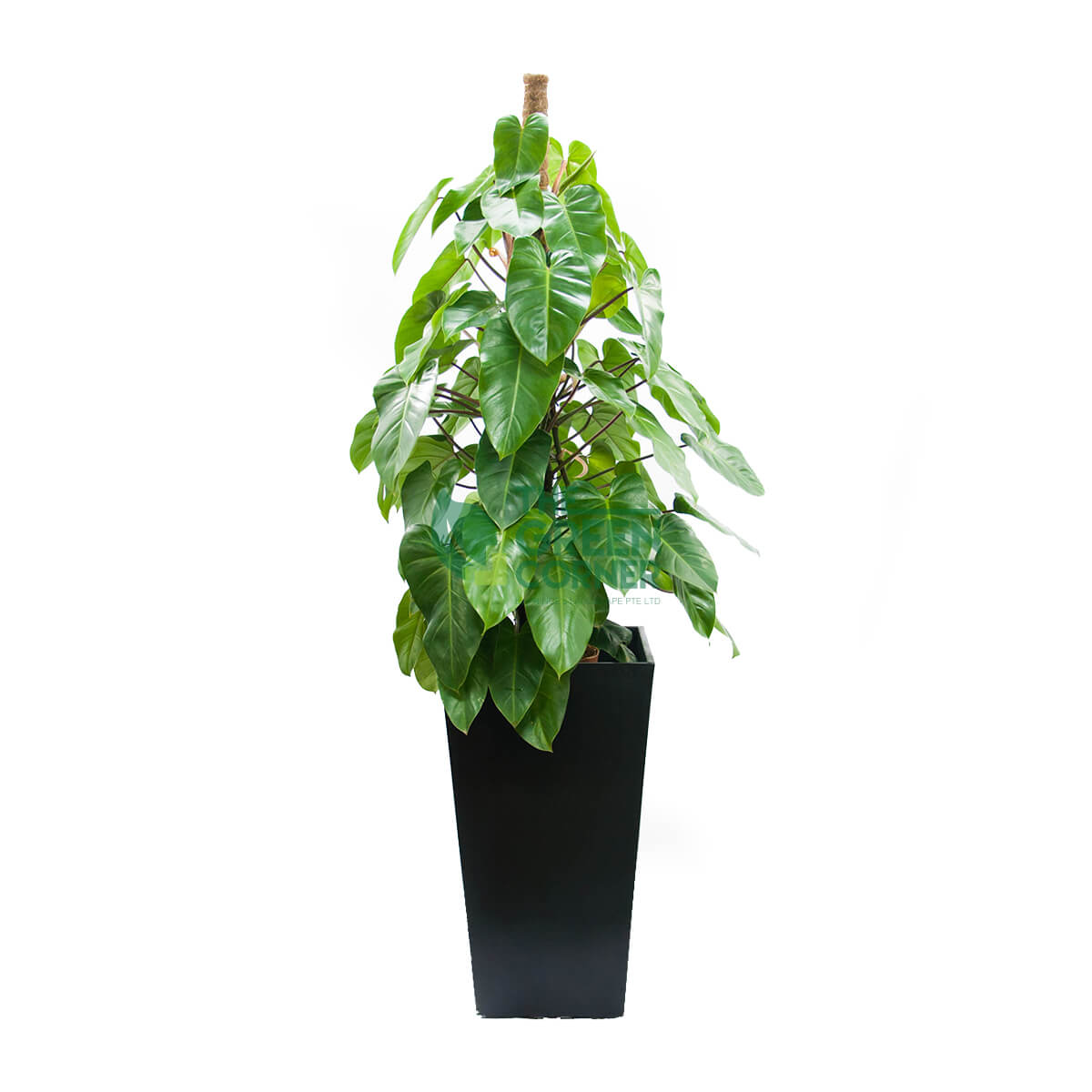 Philodendron Green Heart in Industrial Black