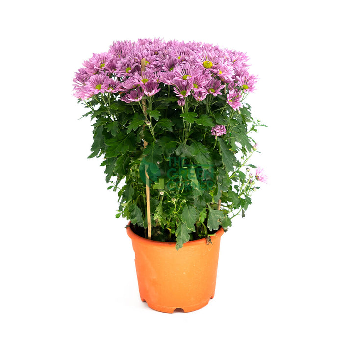 Chrysanthemum in Pink/Yellow/Purple