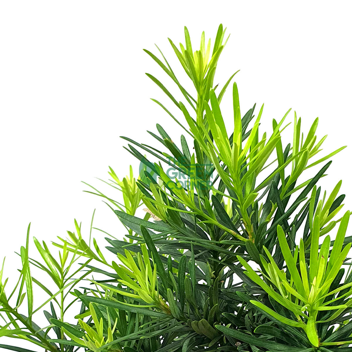 Podocarpus Bonsai