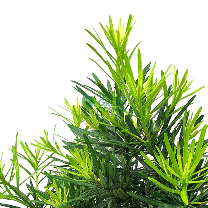 Podocarpus Bonsai