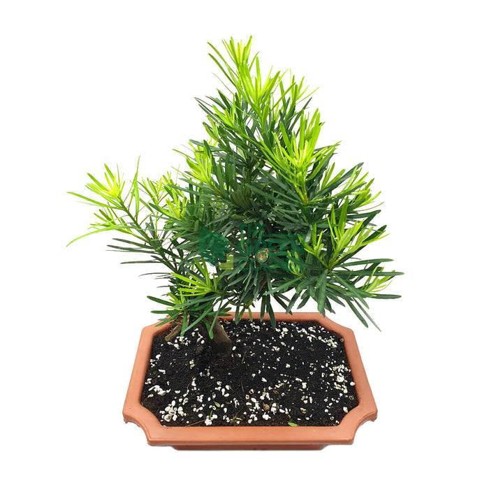 Podocarpus Bonsai