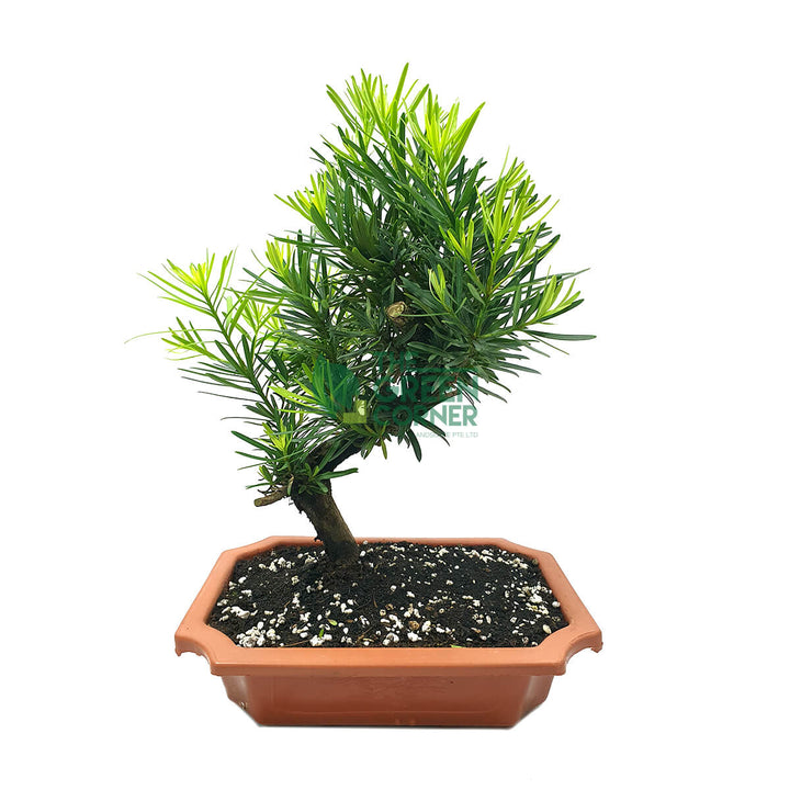 Podocarpus Bonsai