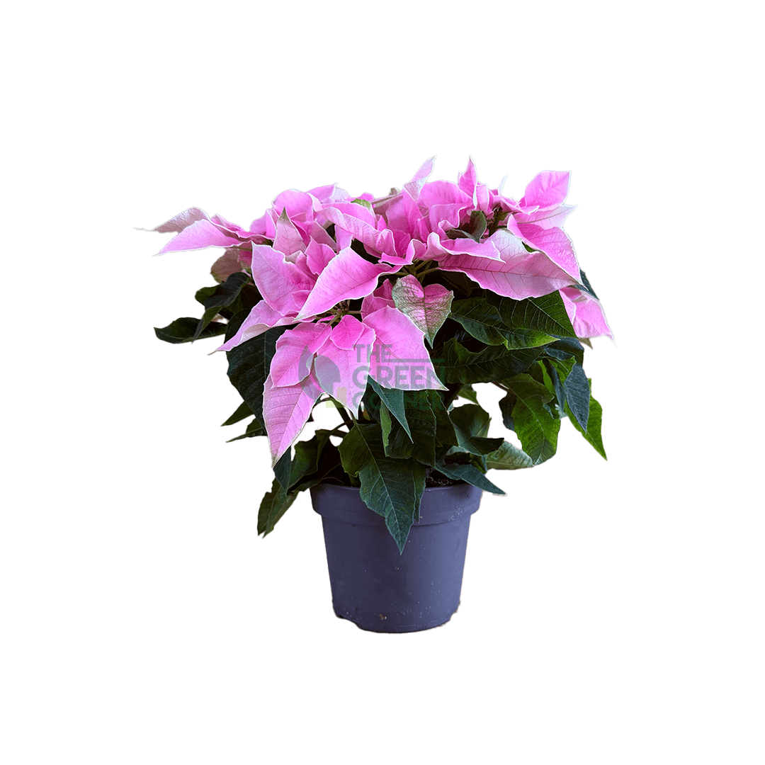 Poinsettia Pink More Lips
