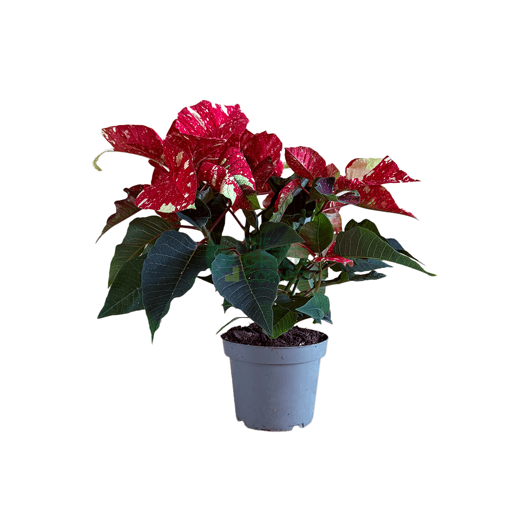 Poinsettia Superba New Glitter