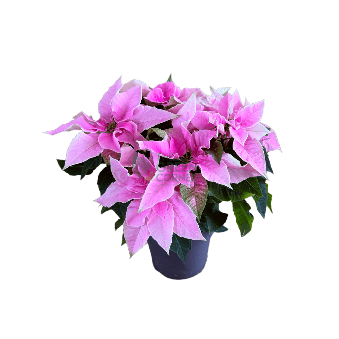 Poinsettia Pink More Lips
