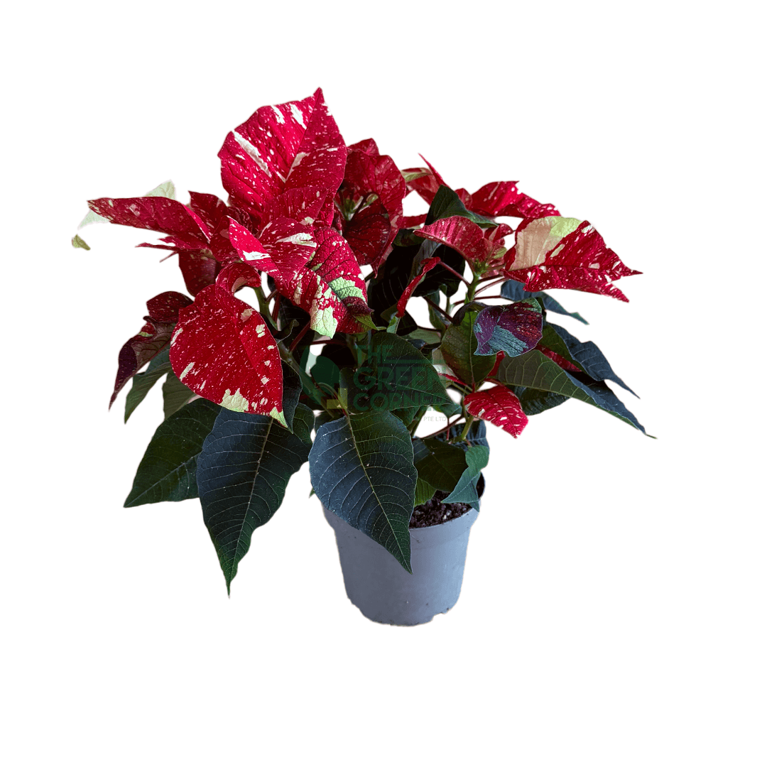 Poinsettia Superba New Glitter