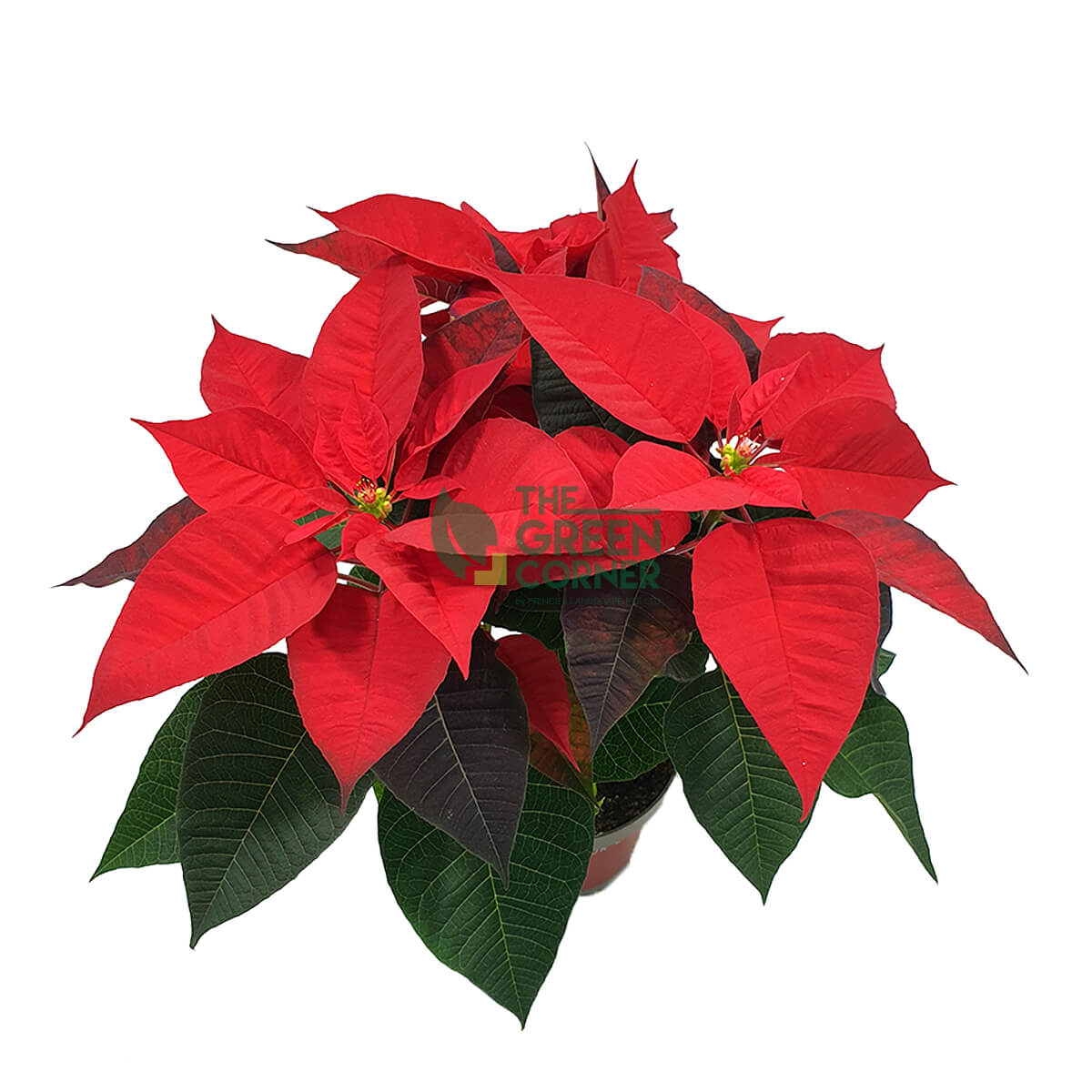 Poinsettia