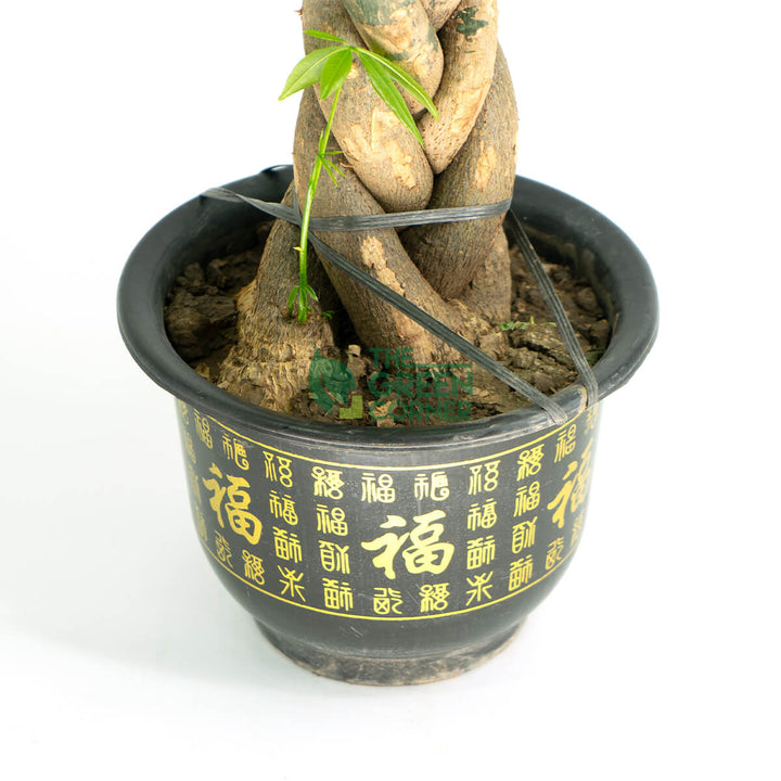 Prosperous Pachira Twist in Lucky Black and Gold Pot 310mm