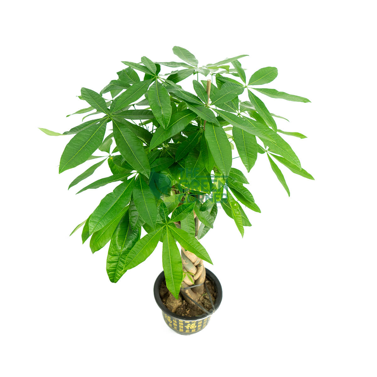 Affordable CNY Flower Decoration
