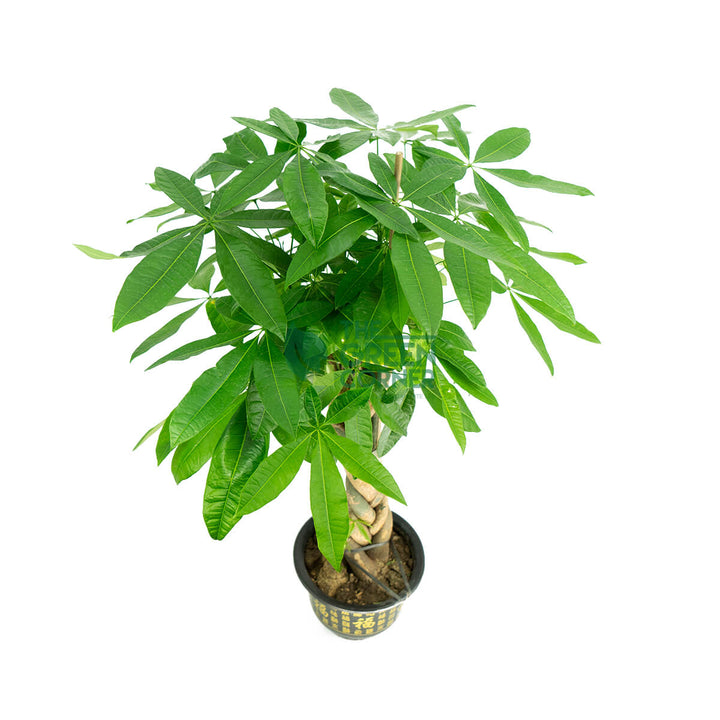 Affordable CNY Flower Decoration