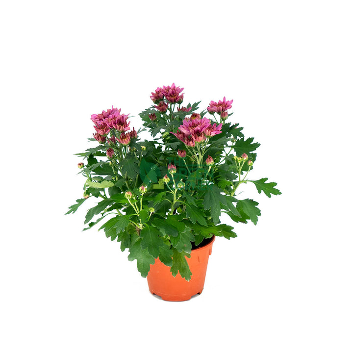 Chrysanthemum in Pink/Yellow/Purple