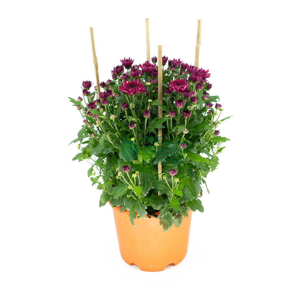 Chrysanthemum in Pink/Yellow/Purple