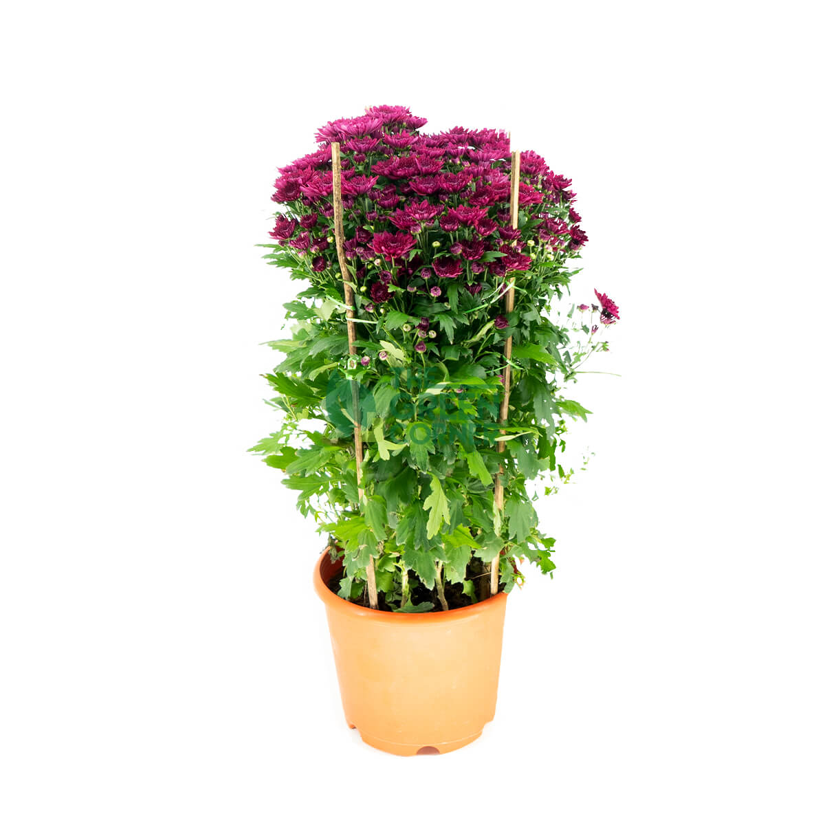 Chrysanthemum in Pink/Yellow/Purple