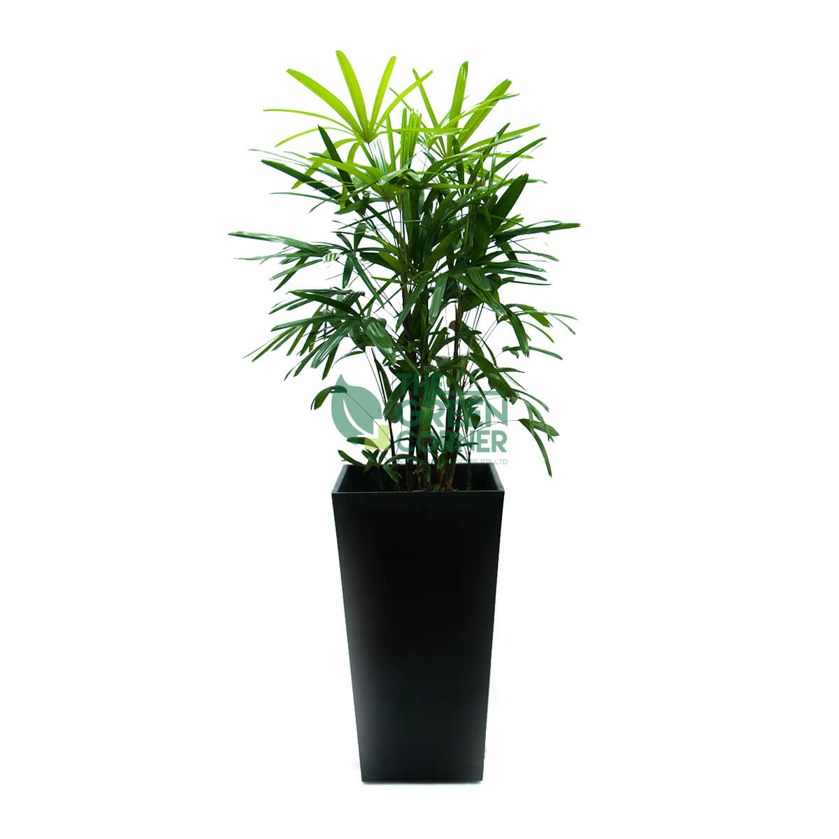Rhapis Excelsa in Industrial Black