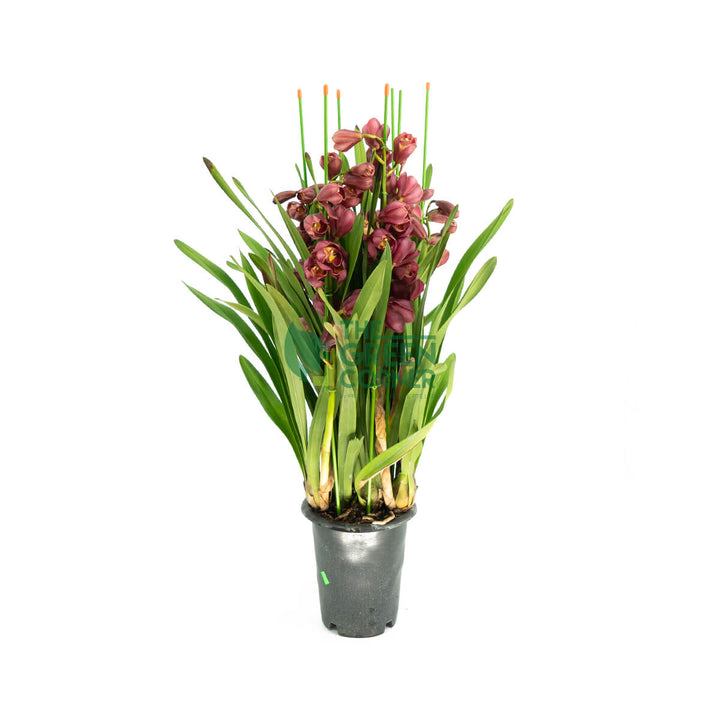 Chinese New Year Plants Singapore