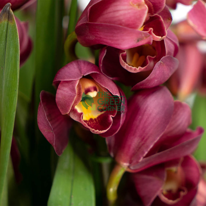 Cymbidiums
