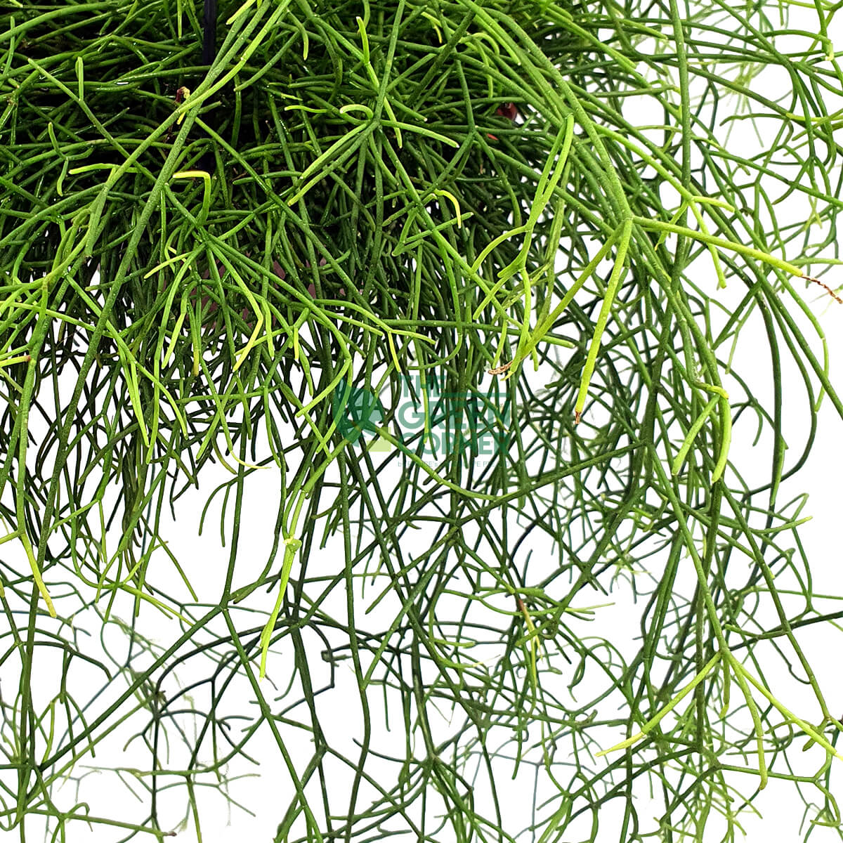 Rhipsalis Cereuscula in a Hanging Pot 180mm