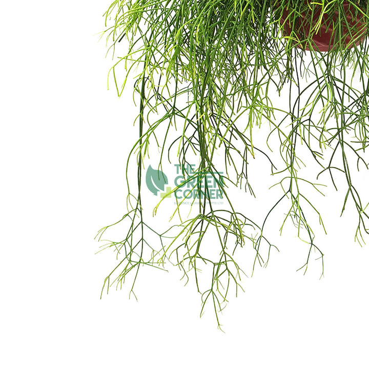 Rhipsalis Cereuscula in a Hanging Pot 180mm