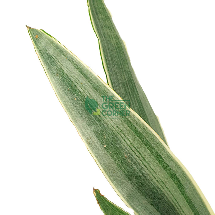 Sansevieria Manolin Pot 170mm