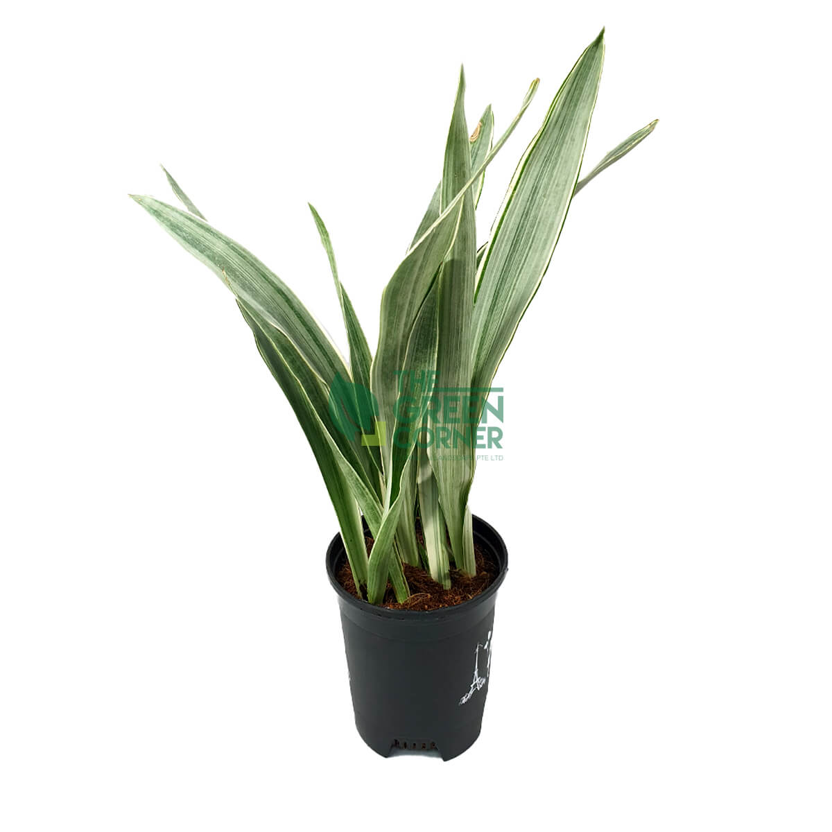 Sansevieria Manolin Pot 170mm