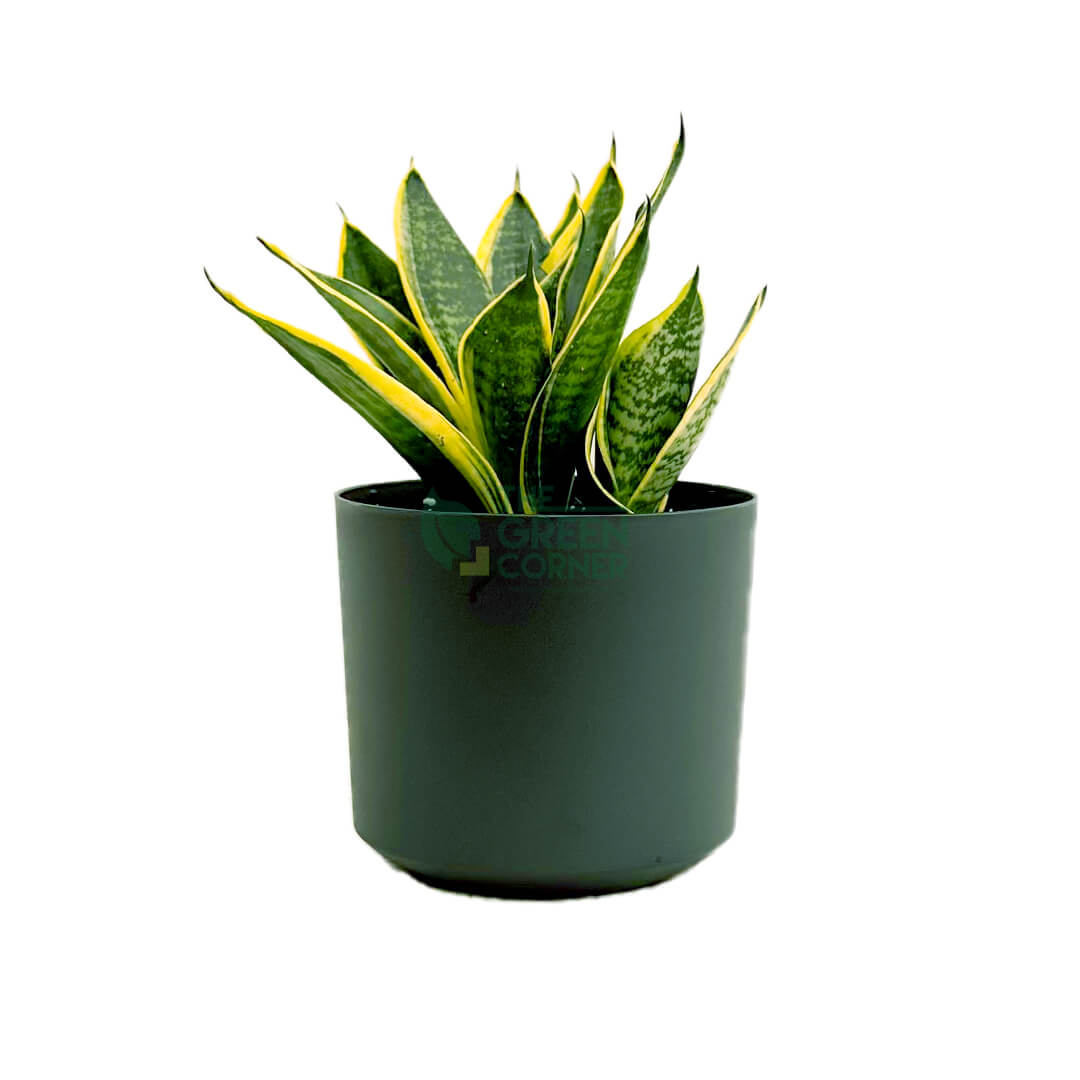 Sansevieria Superba Black 1