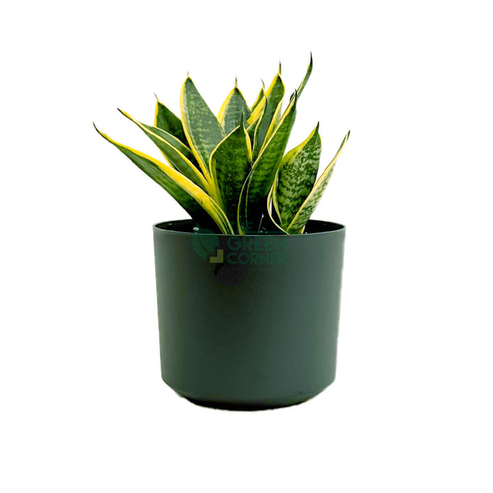 Sansevieria Superba Black 1