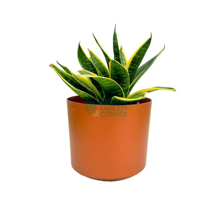 Sansevieria Superba Copper 1