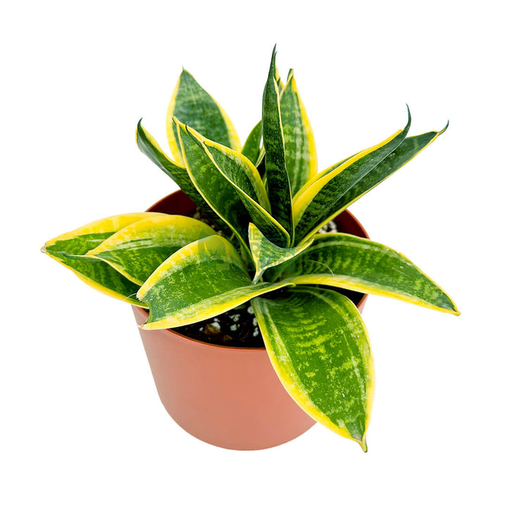 Sansevieria Superba Copper 3