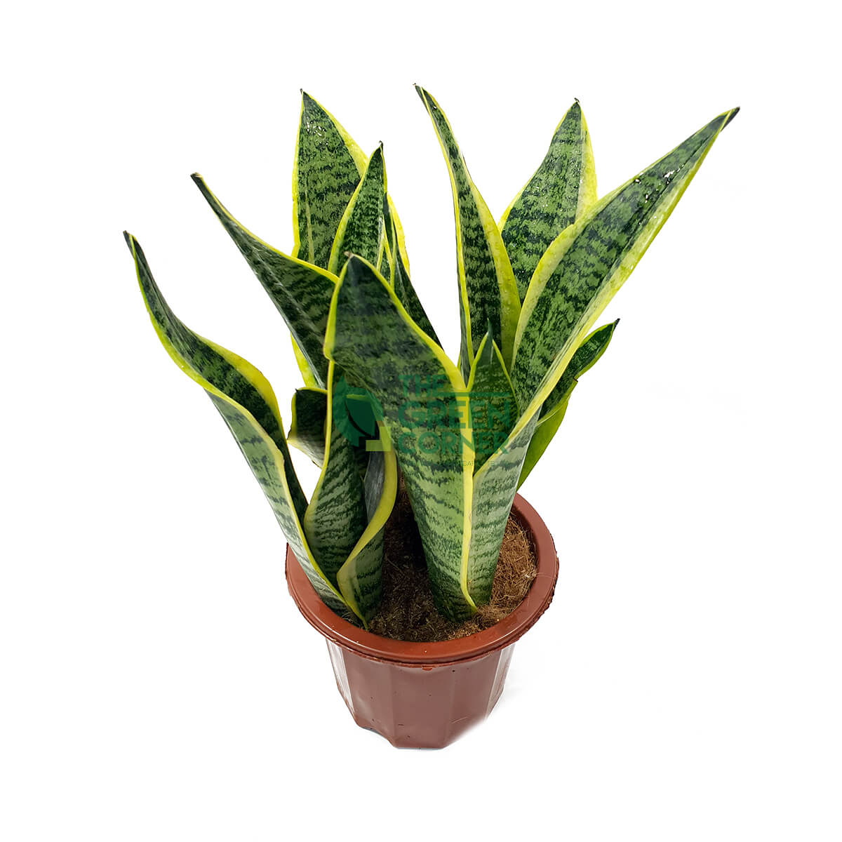 Sansevieria Trifasciatia 'Snake Plant' Pot 180mm