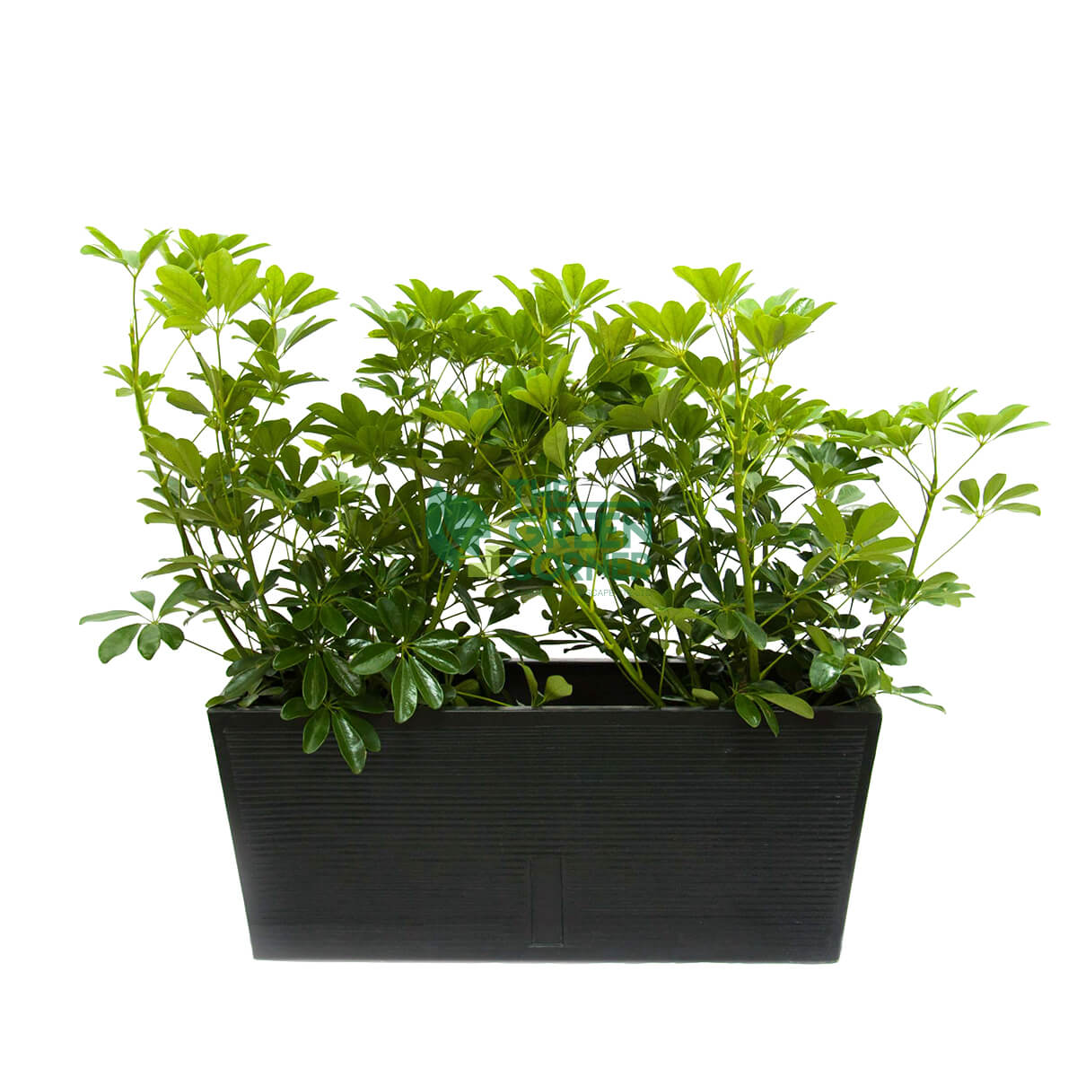 Schefflera Arboricola in Box Black