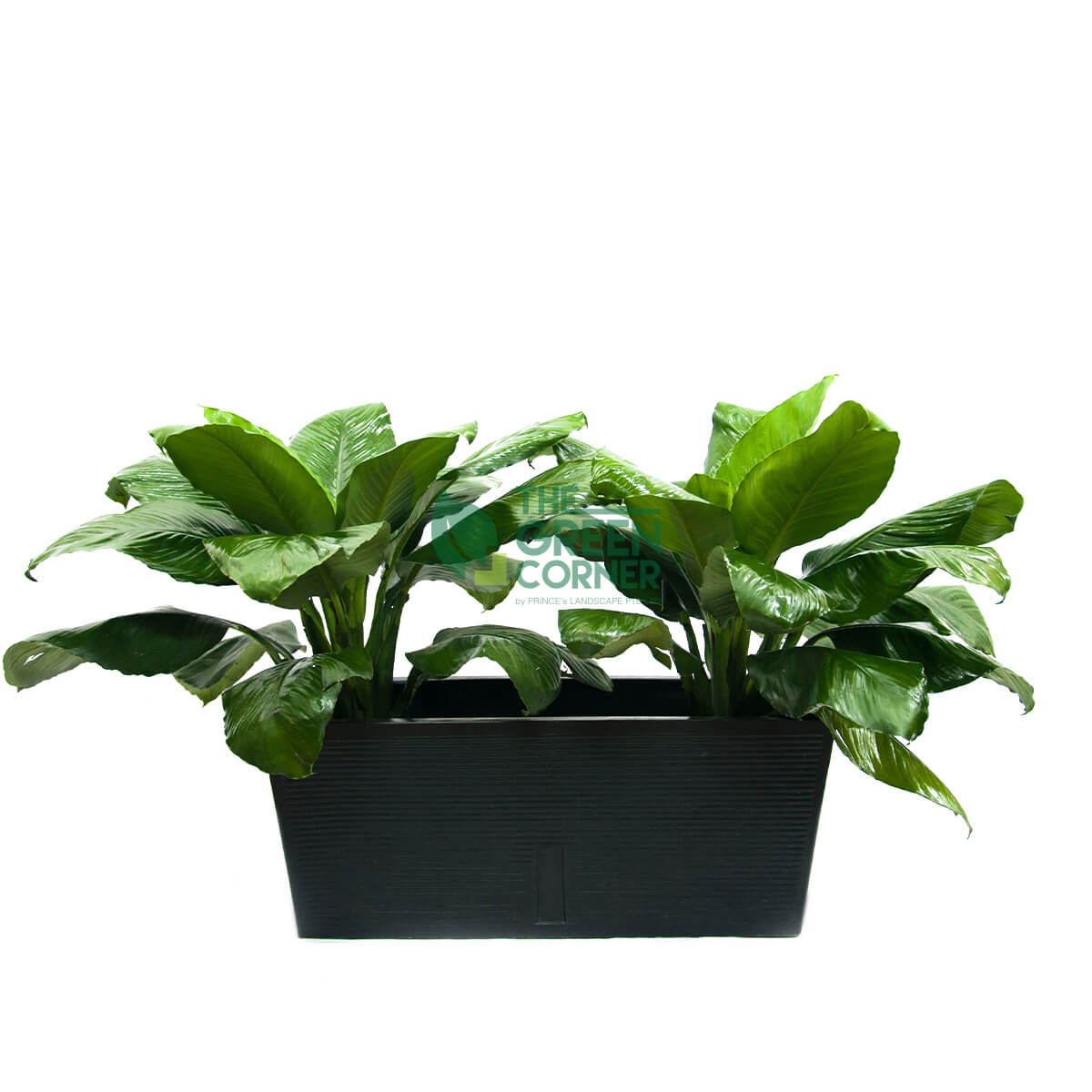 Spathiphyllum in Box Black