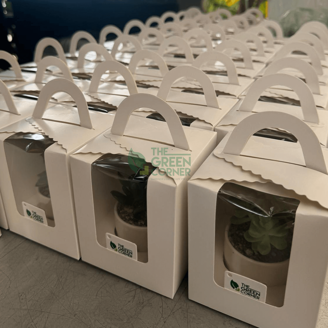 Succulents Corporate Gifts