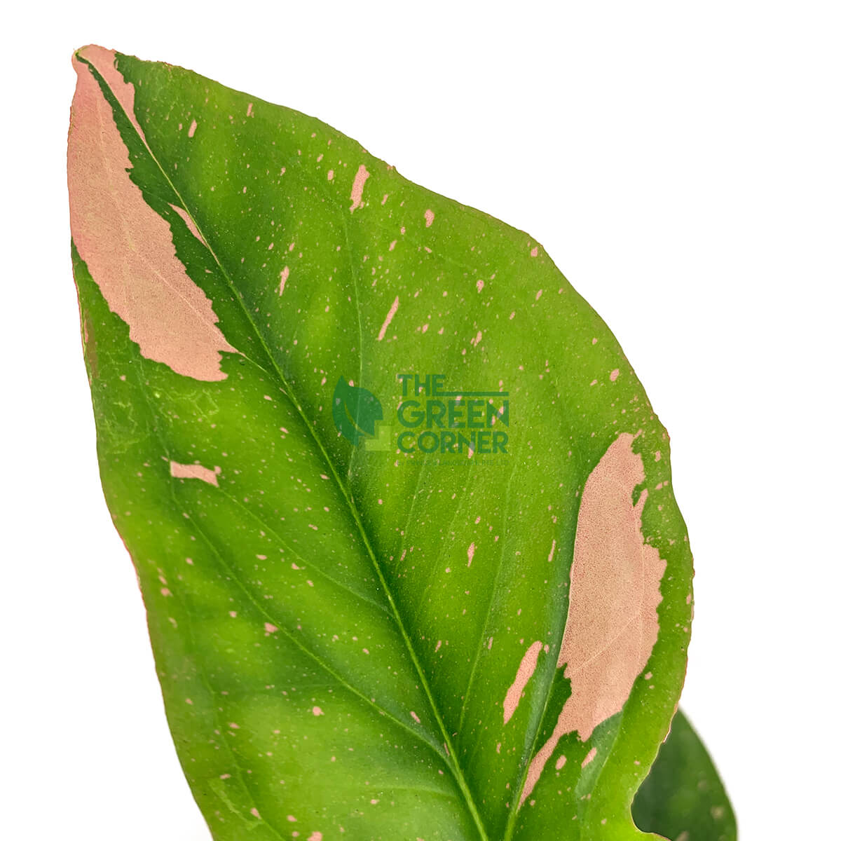 Buy Lovely Syngonium Pink Arrowhead Plant - The Green Corner