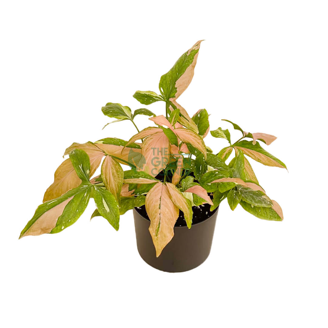 Syngonium Tricolor Black 2