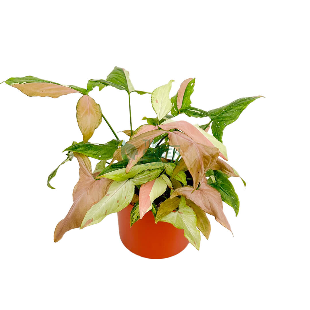 Syngonium Tricolor Copper 2