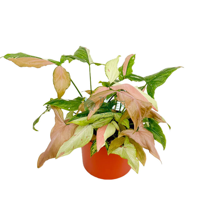 Syngonium Tricolor Copper 2