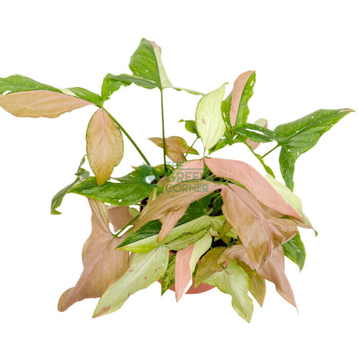 Syngonium Tricolour