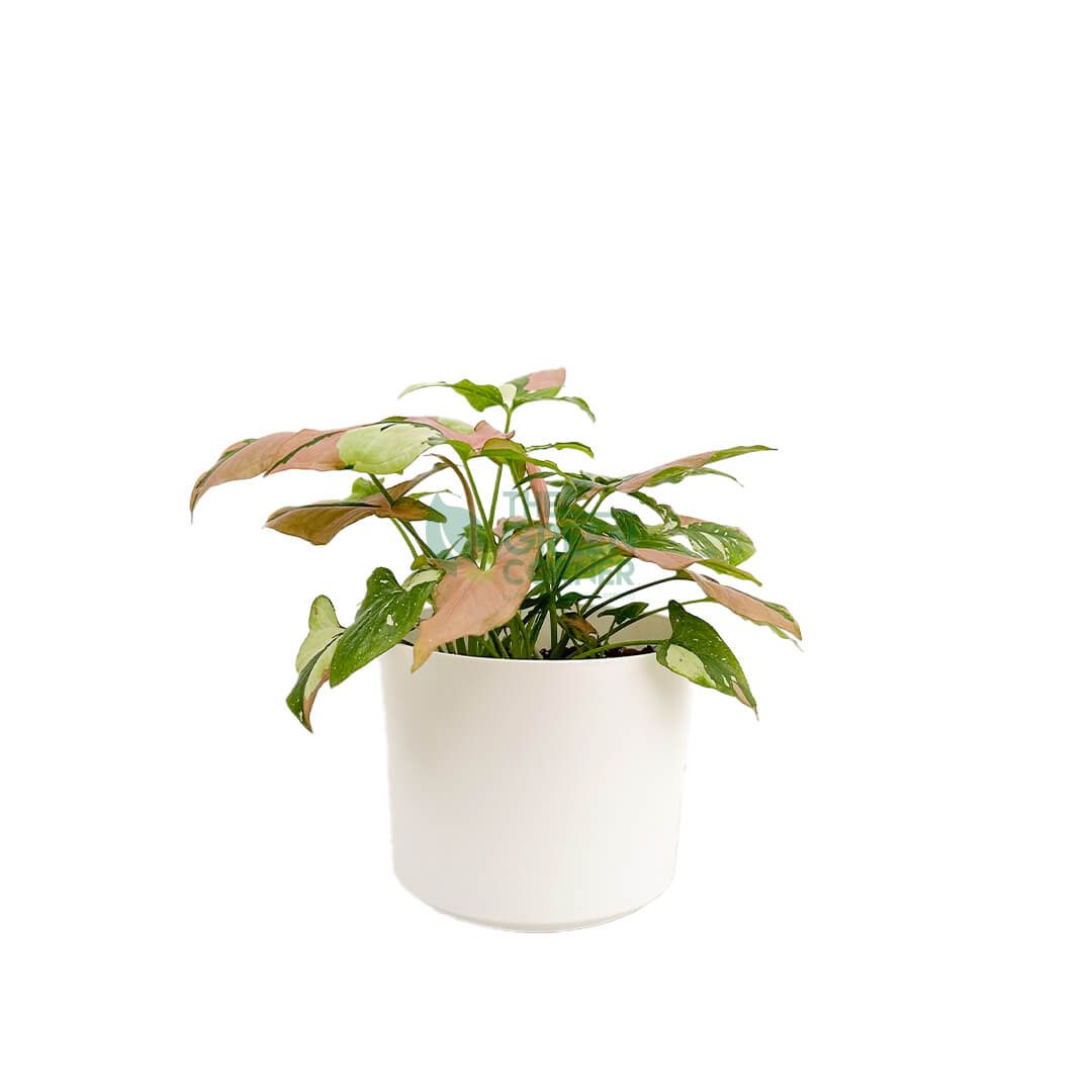 Syngonium Tricolor White 1