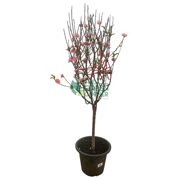 Cherry Blossom