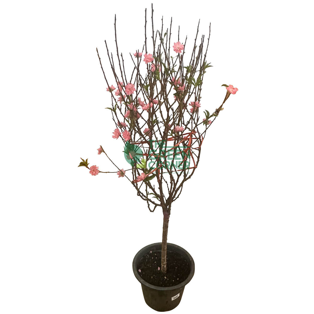 Cherry Blossom