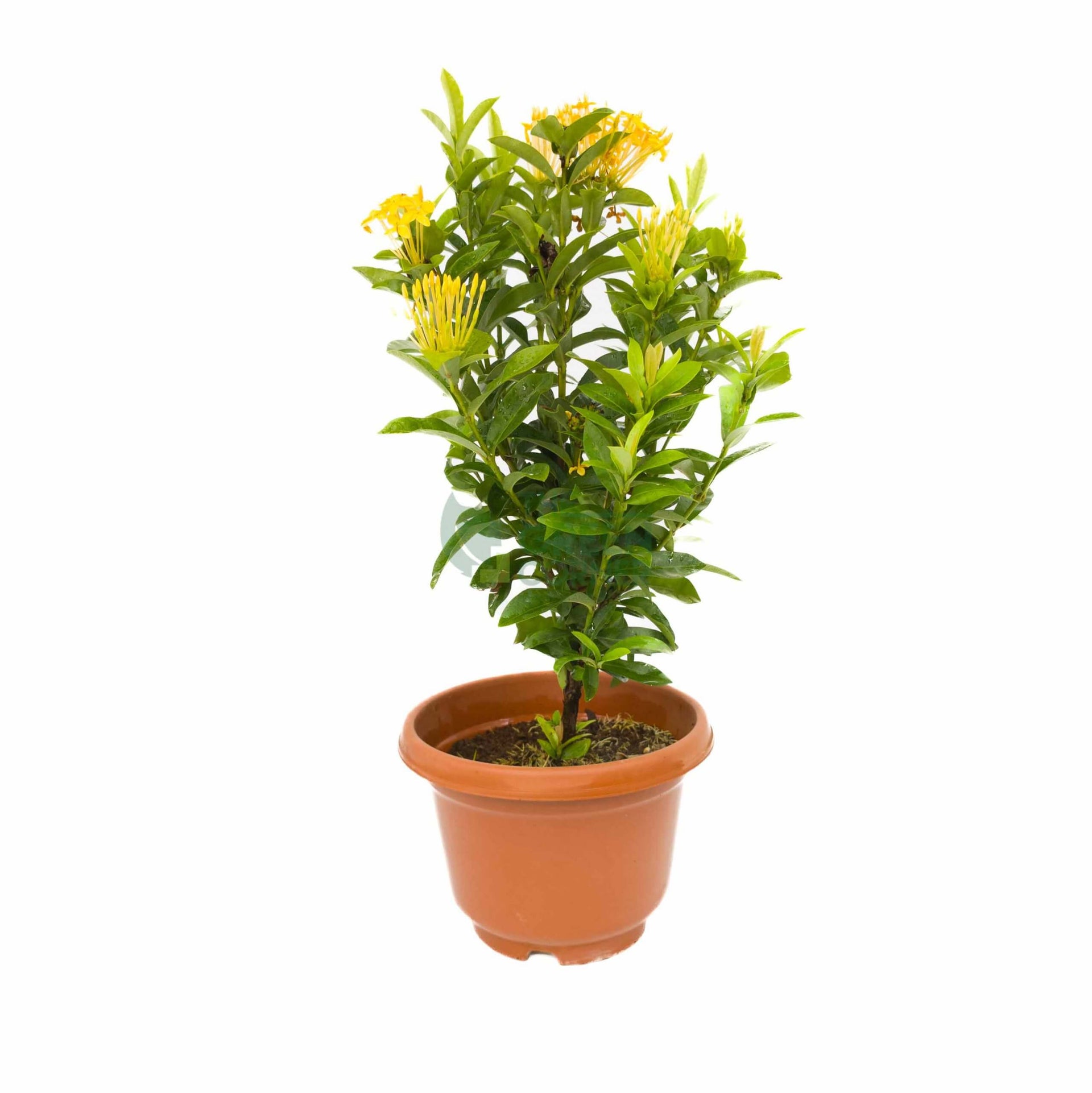 Ixora Yellow