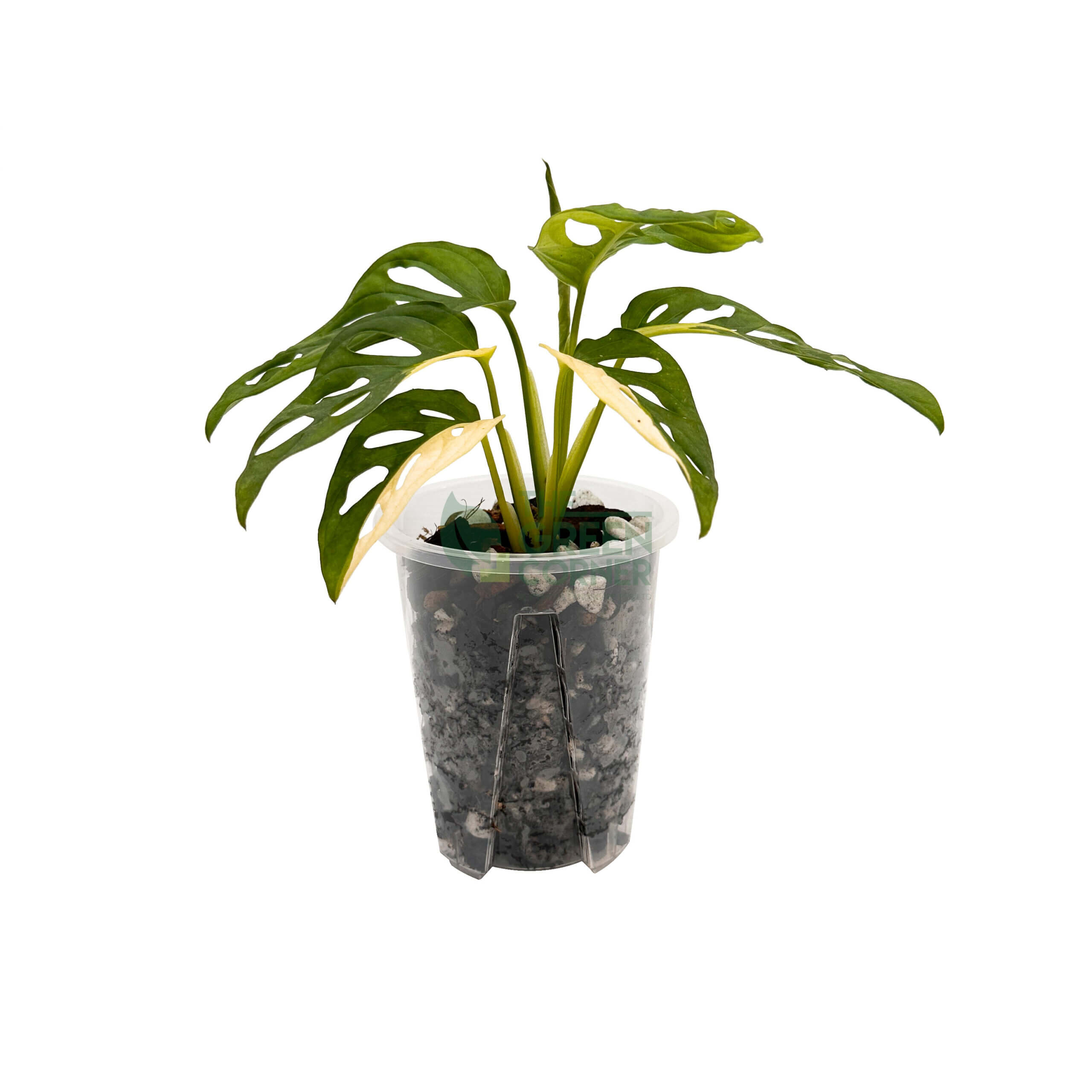 Anti Spiral Transparent Pots