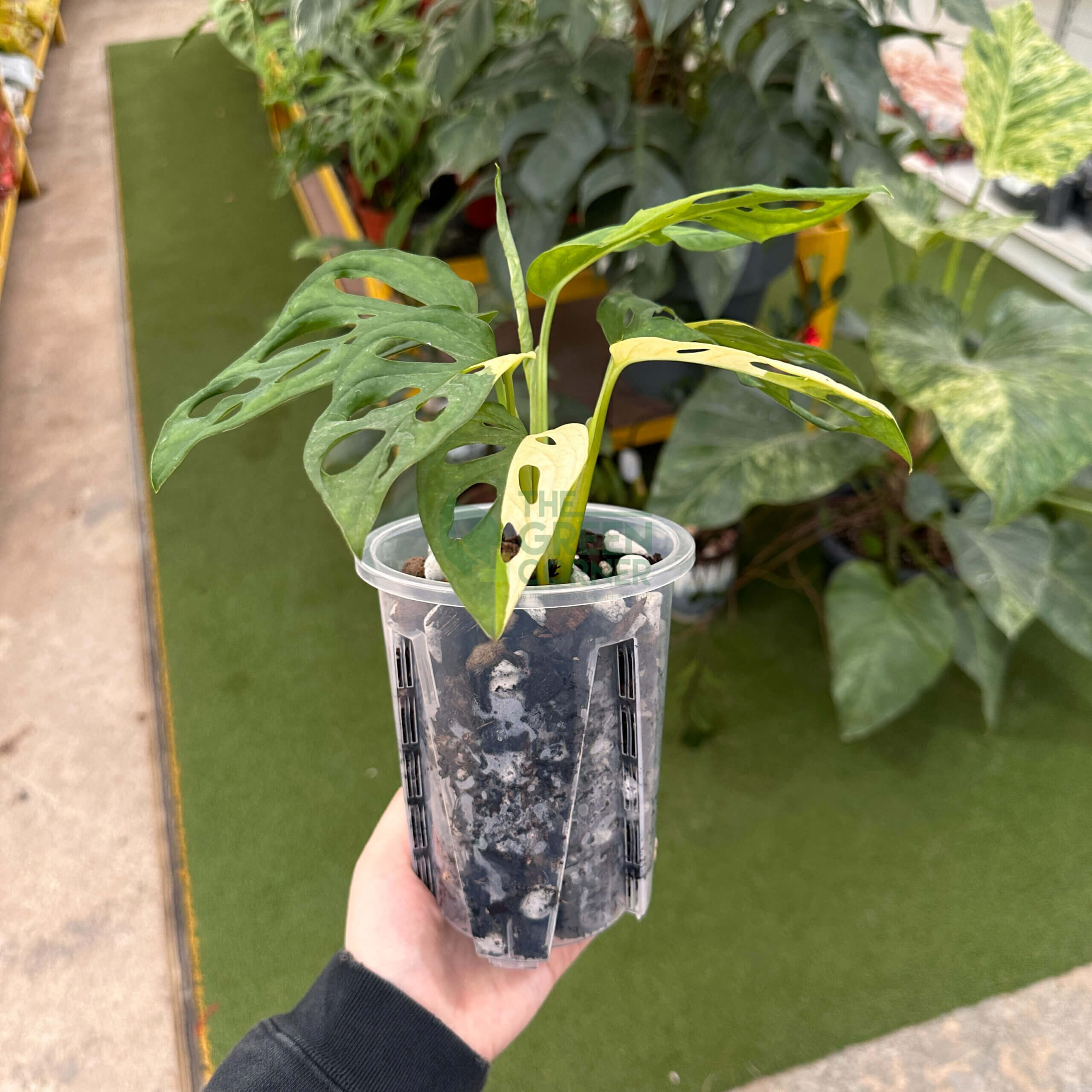 Anti Spiral Transparent Pots