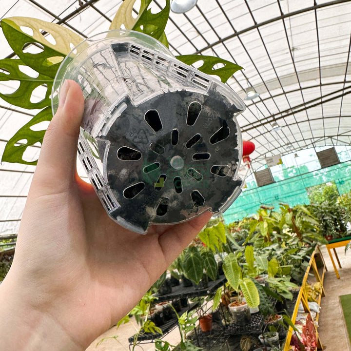 Anti Spiral Transparent Pots