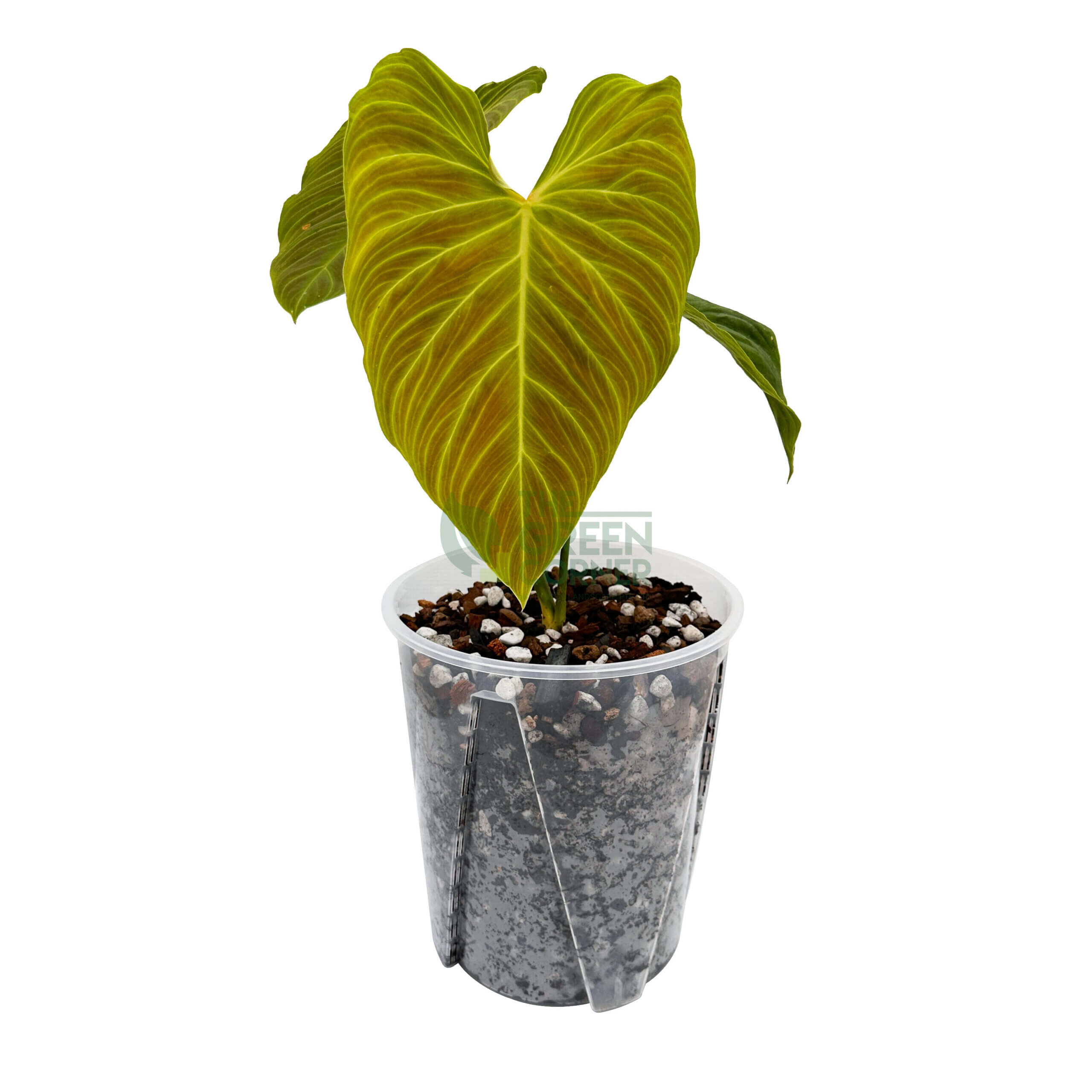 Anti-Spiral Transparent Pots