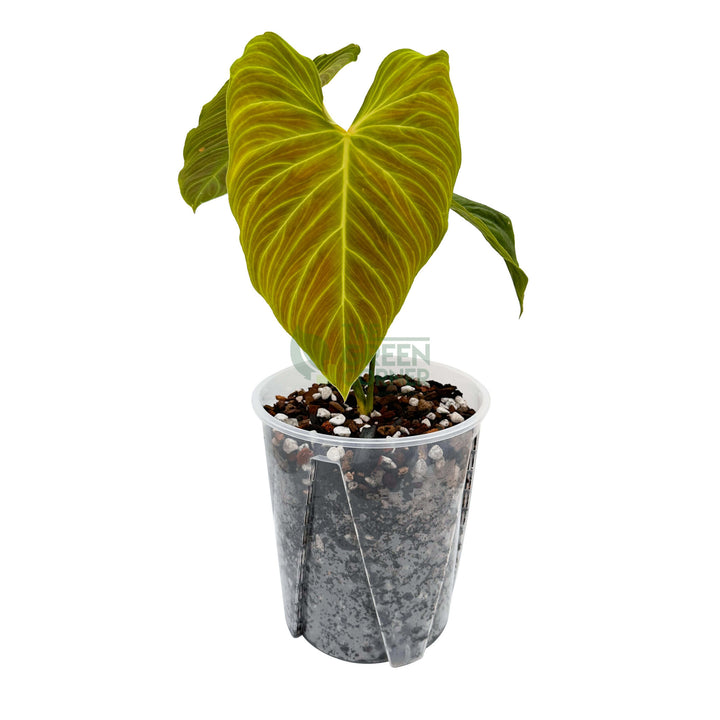 Anti-Spiral Transparent Pots